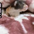 【緊急保護】母猫に置いていかれた子猫