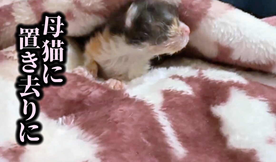 【緊急保護】母猫に置いていかれた子猫