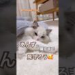 【ノーカット】あんずが寝るまで見守りチャレンジ🥰💓#ラグドール #猫好きさんと繋がりたい #猫のいる暮らし #ねこ動画 #asmr