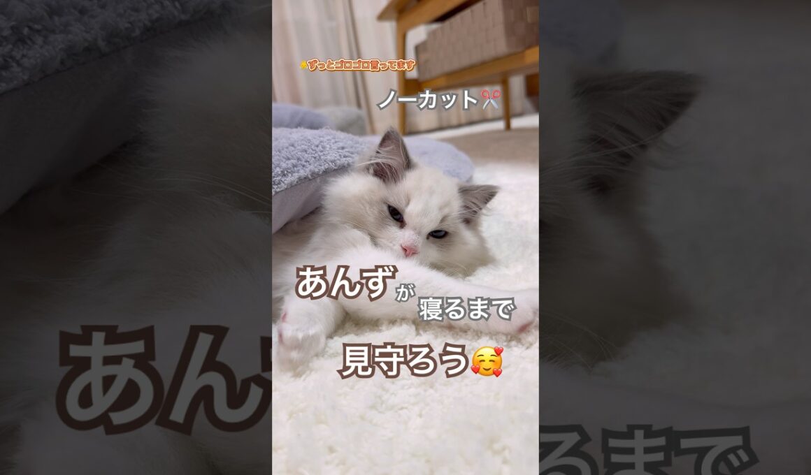 【ノーカット】あんずが寝るまで見守りチャレンジ🥰💓#ラグドール #猫好きさんと繋がりたい #猫のいる暮らし #ねこ動画 #asmr