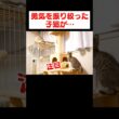 勇気を振り絞った子猫が…