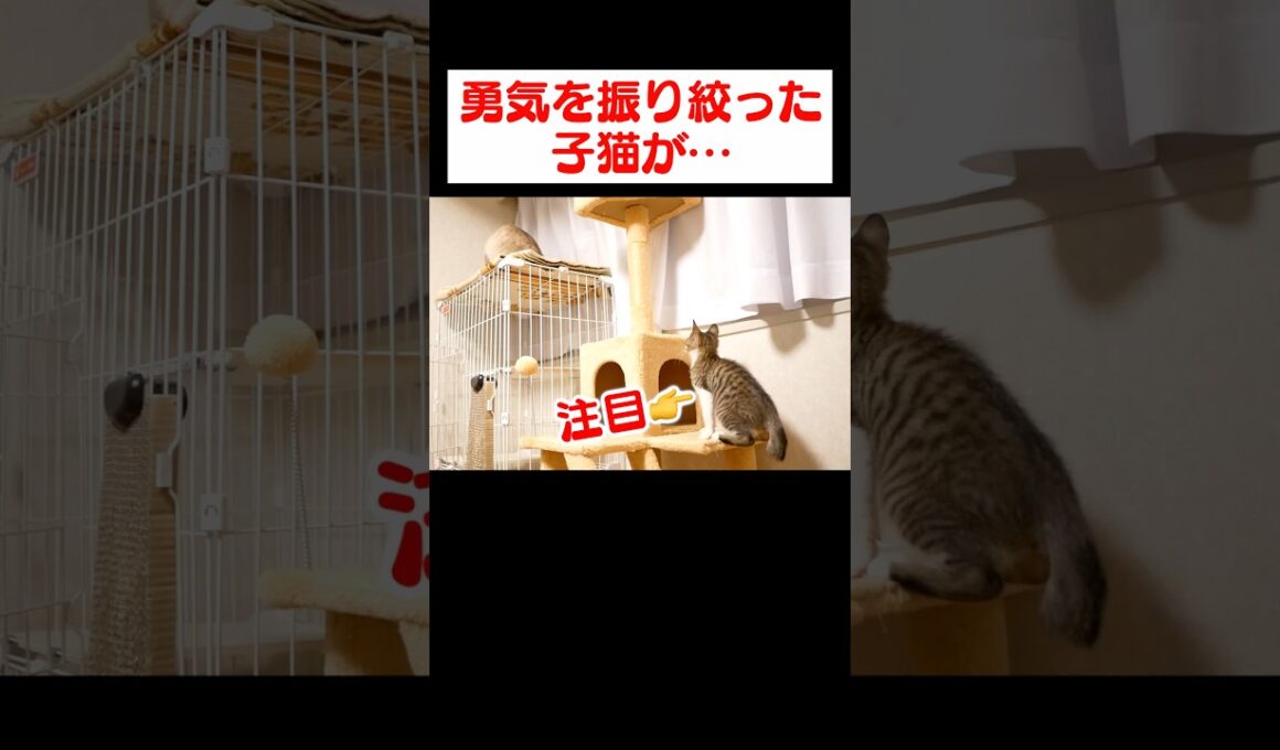 勇気を振り絞った子猫が…