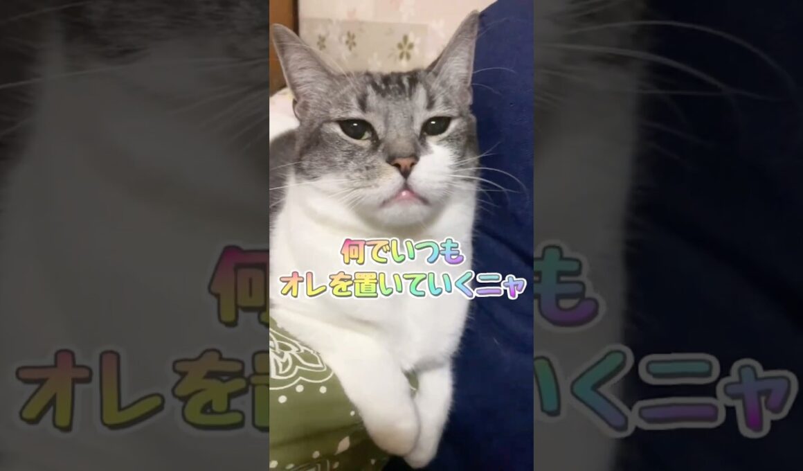 何でいつもオレを置いていくニャ