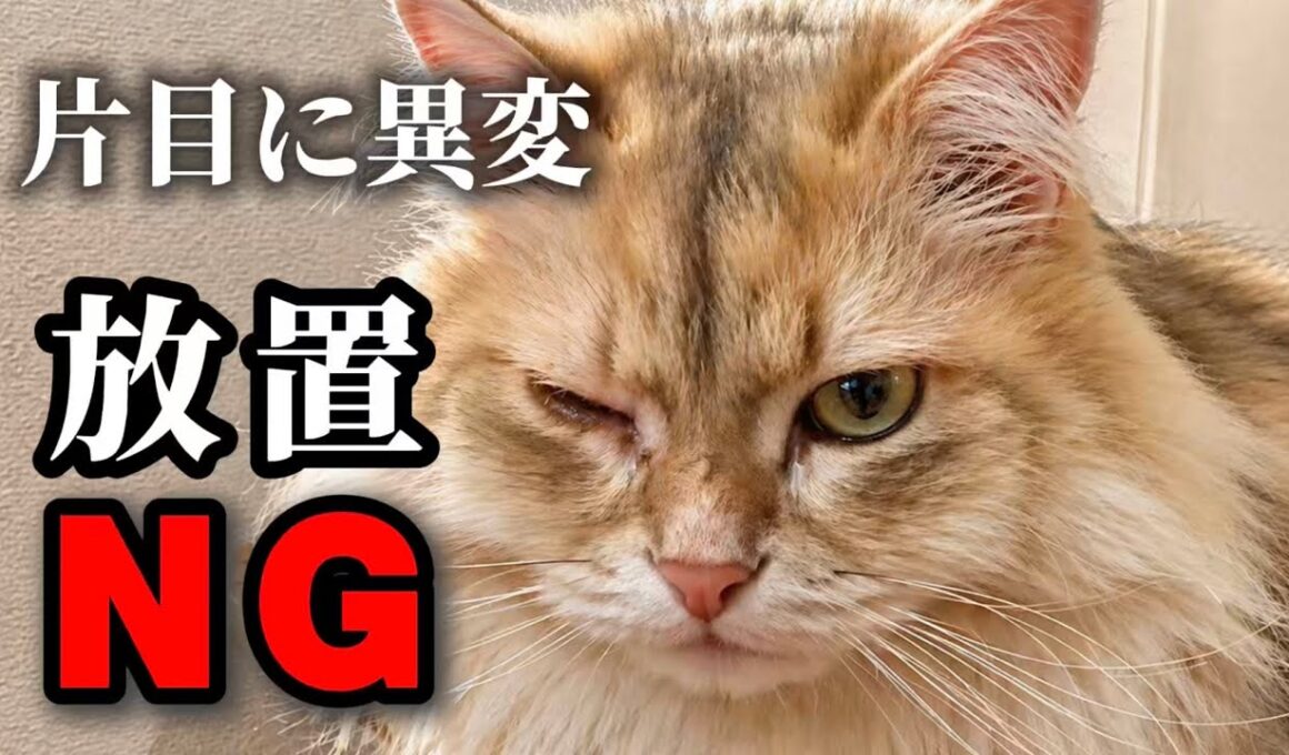 猫の目が片方だけしょぼしょぼ…放置すると危険かも【サイベリアン】