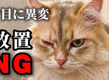 猫の目が片方だけしょぼしょぼ…放置すると危険かも【サイベリアン】