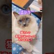 【anela】ラグドールって何気に幼顔なんです#猫 #shorts