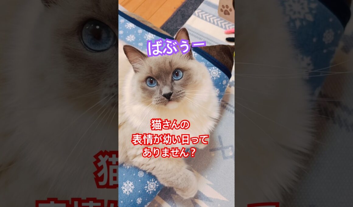【anela】ラグドールって何気に幼顔なんです#猫 #shorts