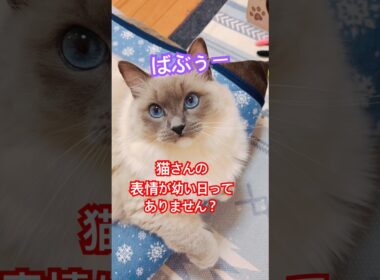 【anela】ラグドールって何気に幼顔なんです#猫 #shorts
