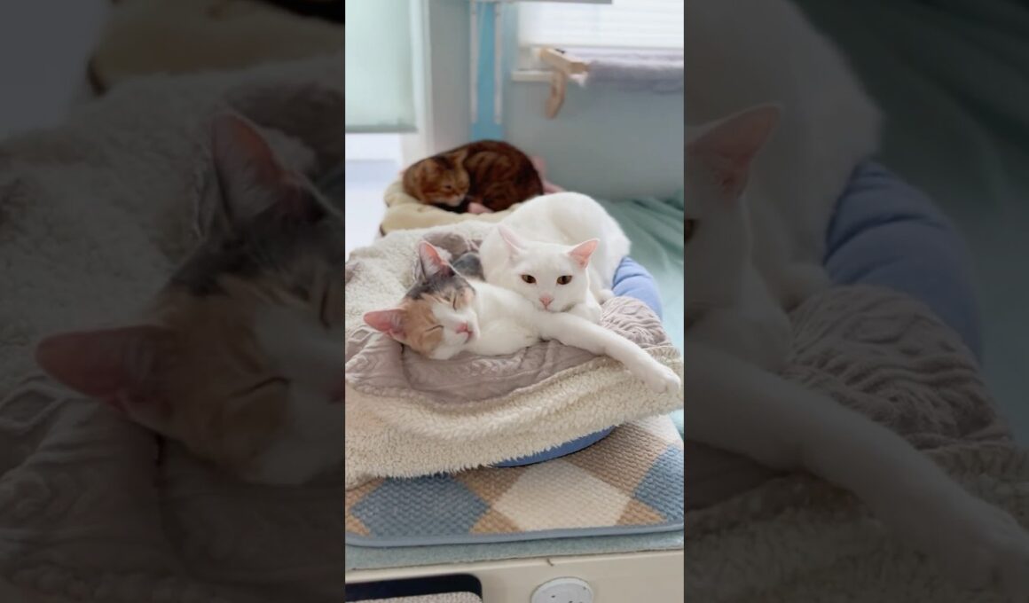 （そらんのダイナミックジャンプ）保護子猫ぴよ＆そらん186 #保護猫 #猫 #cat #kitten #子猫 #猫部