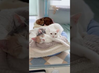 （そらんのダイナミックジャンプ）保護子猫ぴよ＆そらん186 #保護猫 #猫 #cat #kitten #子猫 #猫部