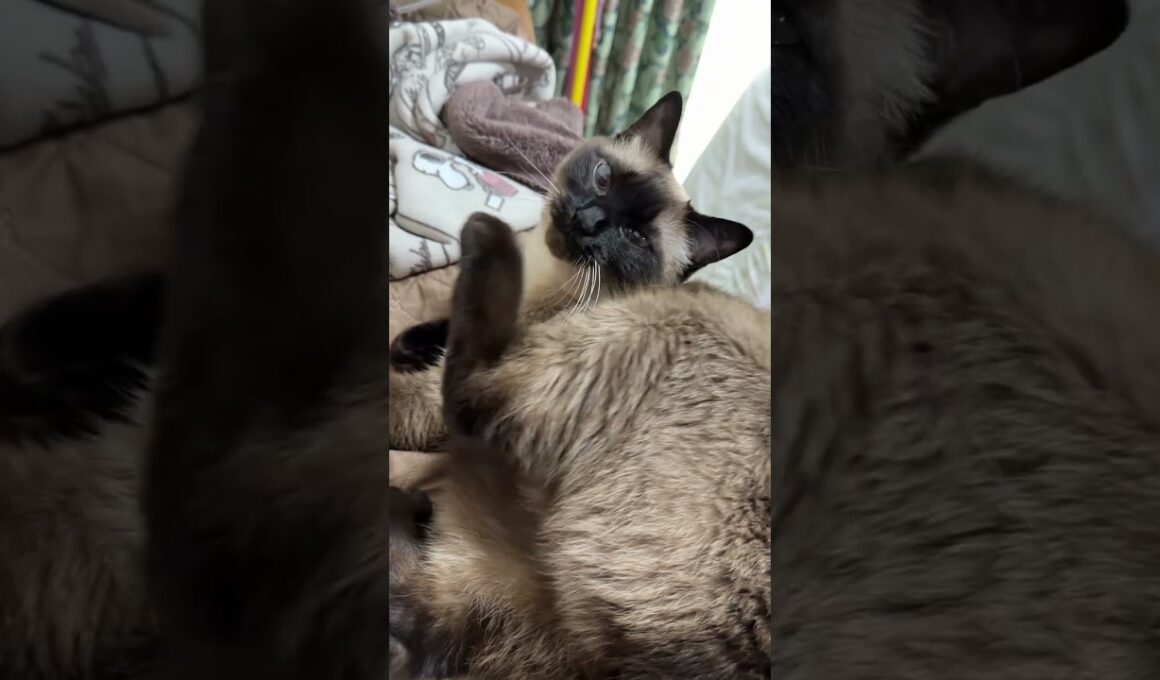 かゆいシャム猫のふくさん【たぬき猫】 #cat #しゃむねこ #猫のいる暮らし #猫好きさんと繋がりたい #ねこ #cutecat #cat