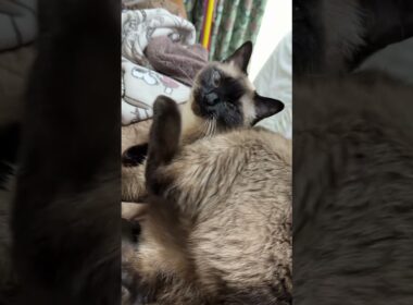 かゆいシャム猫のふくさん【たぬき猫】 #cat #しゃむねこ #猫のいる暮らし #猫好きさんと繋がりたい #ねこ #cutecat #cat