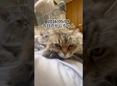 2026/05/09今日のかしちゃん #猫 #ペルシャ #カシス #cat #猫のいる暮らし
