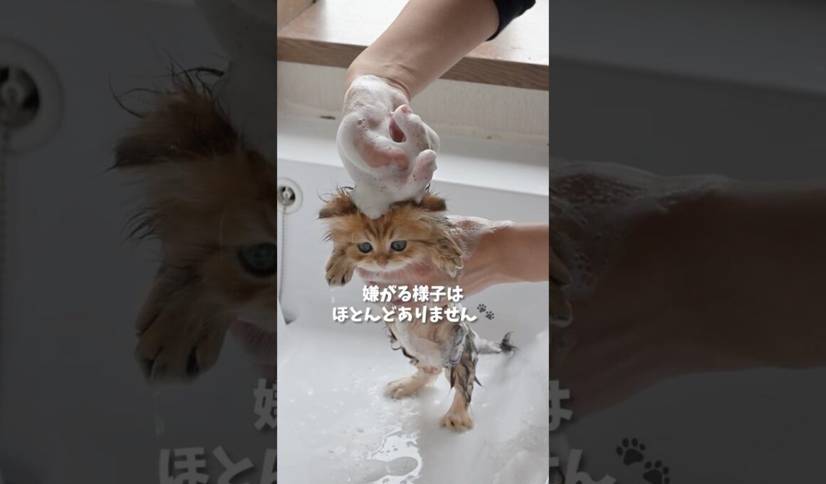 こんなに落ち着いてシャンプーできます🫧