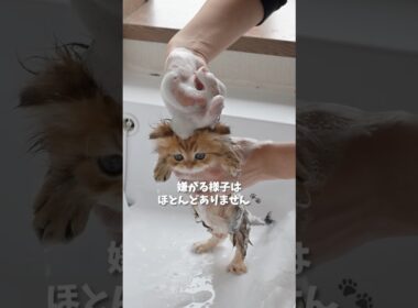 こんなに落ち着いてシャンプーできます🫧