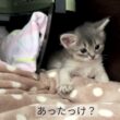Somali Kitten  〜生後25日〜 ソマリの仔猫
