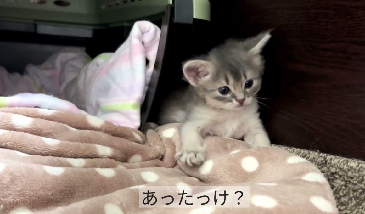 Somali Kitten  〜生後25日〜 ソマリの仔猫
