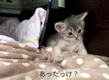 Somali Kitten  〜生後25日〜 ソマリの仔猫