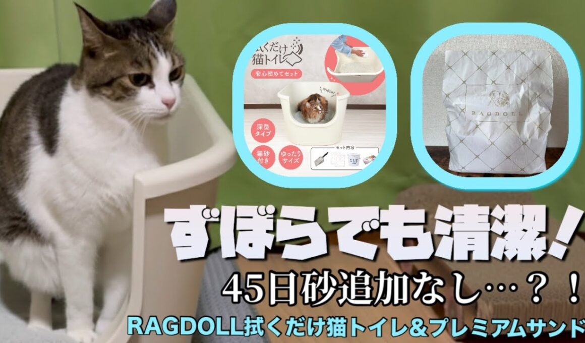 粗相が消えた！？ズボラ男が45日使った正直レビュー【 #RAGDOLL 猫トイレセット】#鉱物系猫砂 #ラグドールプレミアムサンド #レビュー