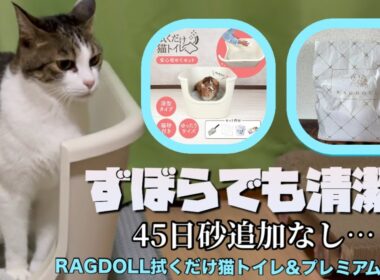 粗相が消えた！？ズボラ男が45日使った正直レビュー【 #RAGDOLL 猫トイレセット】#鉱物系猫砂 #ラグドールプレミアムサンド #レビュー