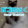 バーマン猫ガブとラフ【ガブの近く】Near Gabriel（バーマン猫）Birman/Cat