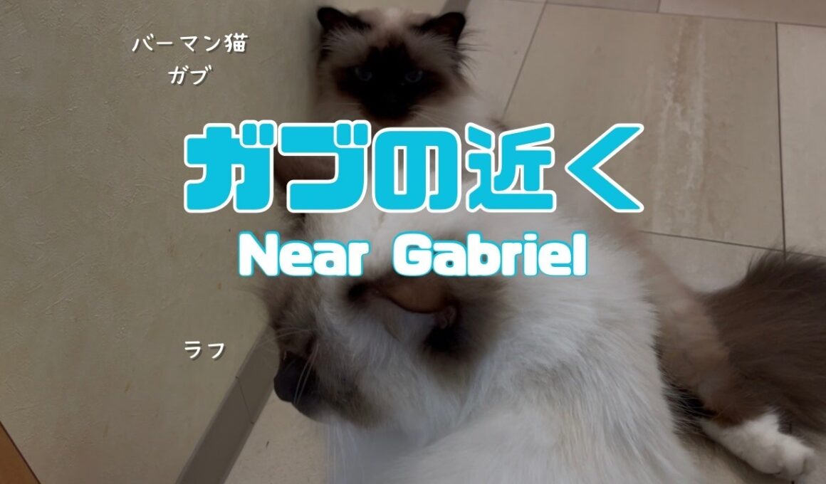 バーマン猫ガブとラフ【ガブの近く】Near Gabriel（バーマン猫）Birman/Cat