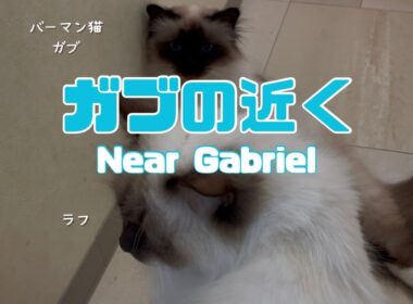 バーマン猫ガブとラフ【ガブの近く】Near Gabriel（バーマン猫）Birman/Cat