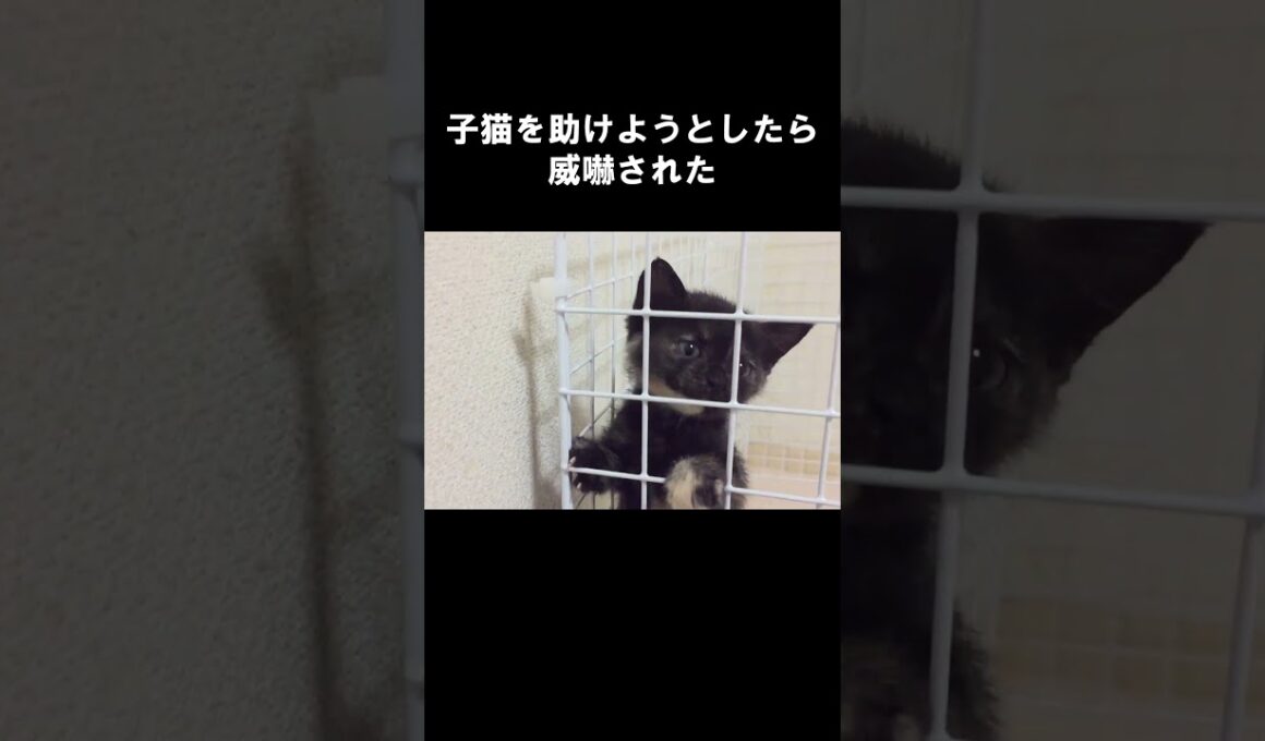 子猫を助けようとしたら威嚇されました　#保護子猫