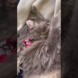 お疲れ様 #ねこ動画 #アメリカンカール