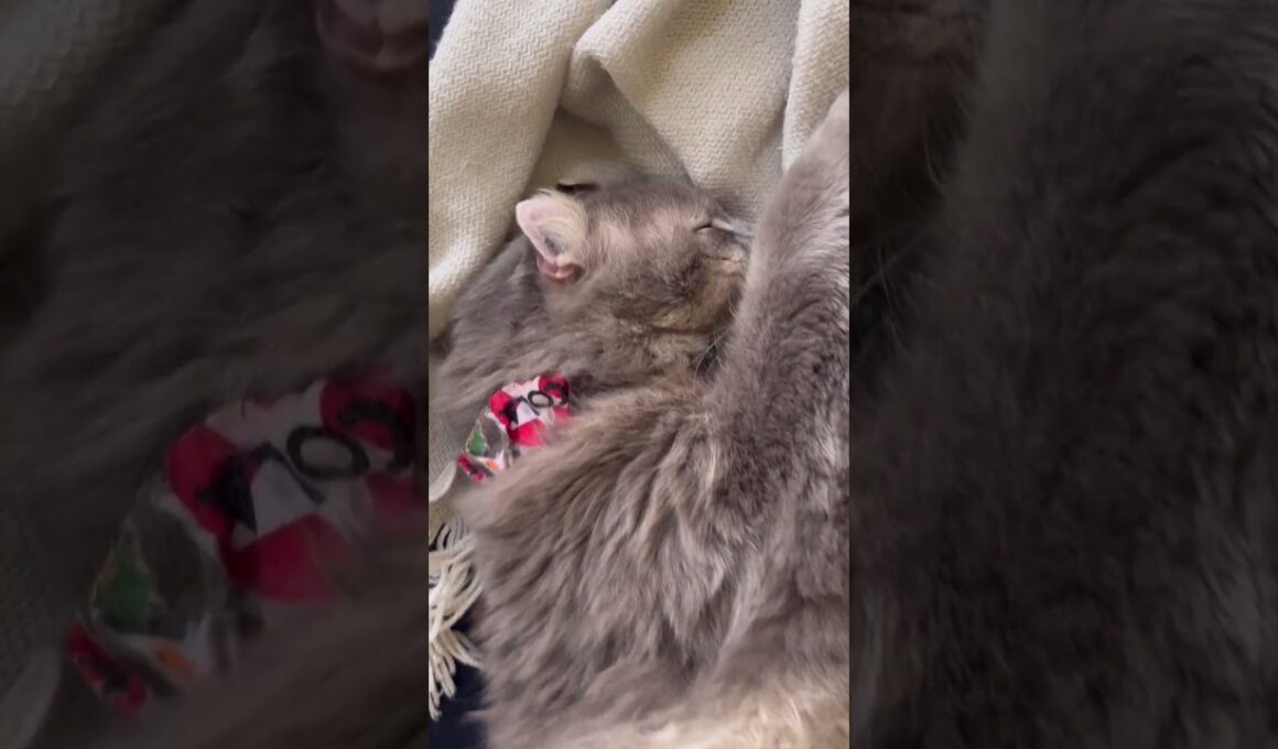 お疲れ様 #ねこ動画 #アメリカンカール