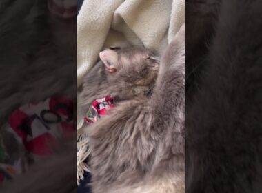 お疲れ様 #ねこ動画 #アメリカンカール