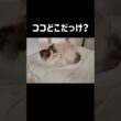 いつもは母の隣で寝るけど今日は父の足の間で二度寝🧑🏻👣 #shorts #猫 #ラグドール #甘えん坊猫 #もふもふ #猫のいる生活
