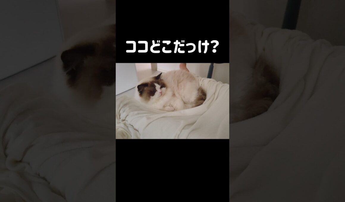 いつもは母の隣で寝るけど今日は父の足の間で二度寝🧑🏻👣 #shorts #猫 #ラグドール #甘えん坊猫 #もふもふ #猫のいる生活