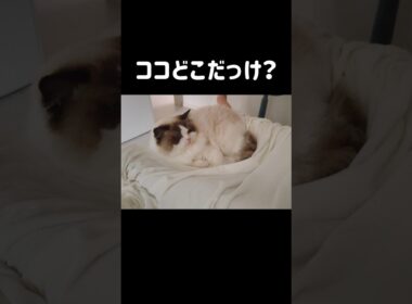 いつもは母の隣で寝るけど今日は父の足の間で二度寝🧑🏻👣 #shorts #猫 #ラグドール #甘えん坊猫 #もふもふ #猫のいる生活