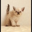 セルカークレックス子猫　Selkirk Rex　2026.3.31産まれ　　シールポイント　巻き毛　男の子　シーダキャット猫のお店