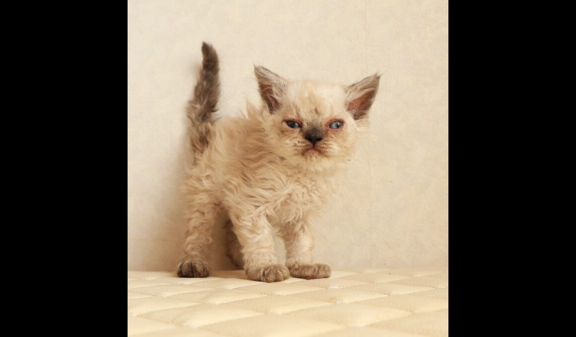 セルカークレックス子猫　Selkirk Rex　2026.3.31産まれ　　シールポイント　巻き毛　男の子　シーダキャット猫のお店