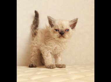 セルカークレックス子猫　Selkirk Rex　2026.3.31産まれ　　シールポイント　巻き毛　男の子　シーダキャット猫のお店