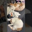 お風呂が沸いたのに動じない猫 #cat #猫のいる暮らし #アメリカンカール