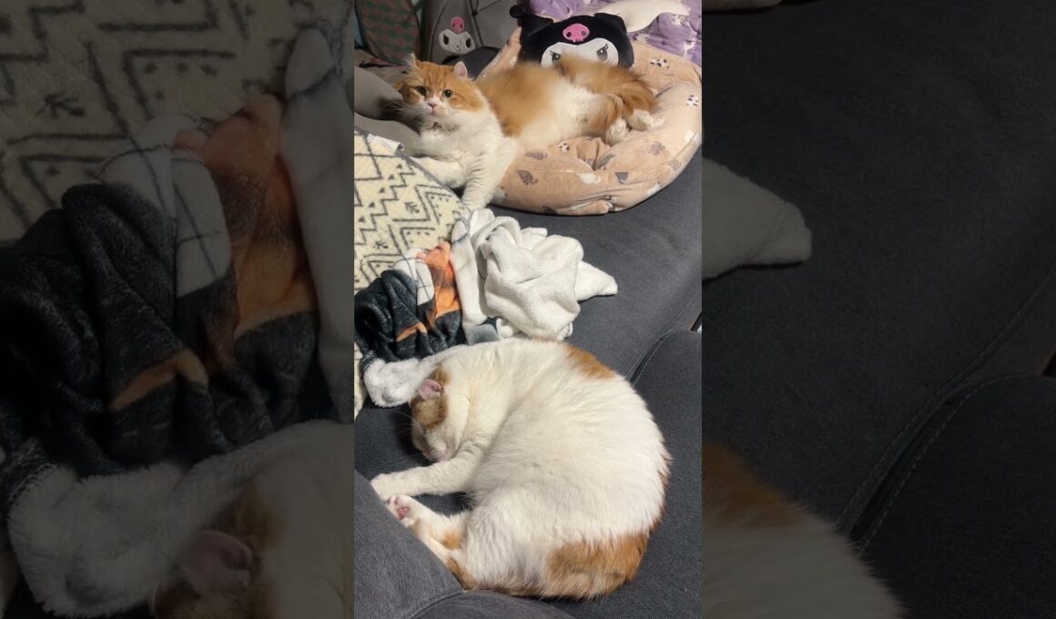 お風呂が沸いたのに動じない猫 #cat #猫のいる暮らし #アメリカンカール