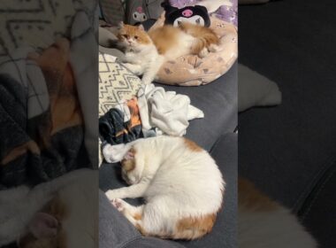 お風呂が沸いたのに動じない猫 #cat #猫のいる暮らし #アメリカンカール