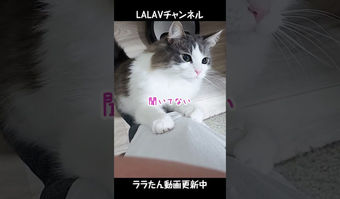 爪研ぎに夢中になるノルウェージャンフォレストキャット