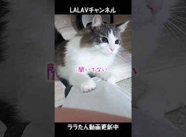 爪研ぎに夢中になるノルウェージャンフォレストキャット