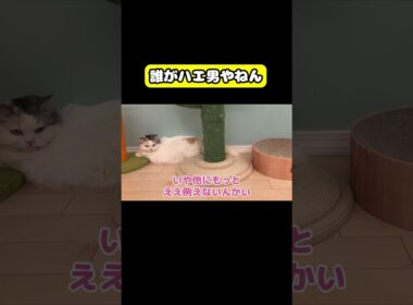 誰がハエ男やねん　#猫 #おもしろ #アテレコ #ニャンチューバーつくし