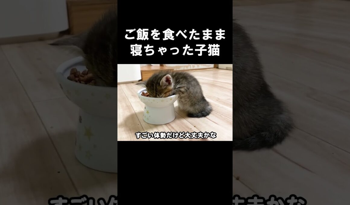 ご飯を食べたまま寝ちゃった子猫　#保護子猫