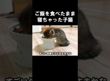 ご飯を食べたまま寝ちゃった子猫　#保護子猫