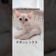 【デボンレックス】 #デボンレックス #子猫 #こねこ #emeraldspirit #goldenrex #devonrex #shorts #shortvideo #猫 #愛知 #ブリーダー #猫
