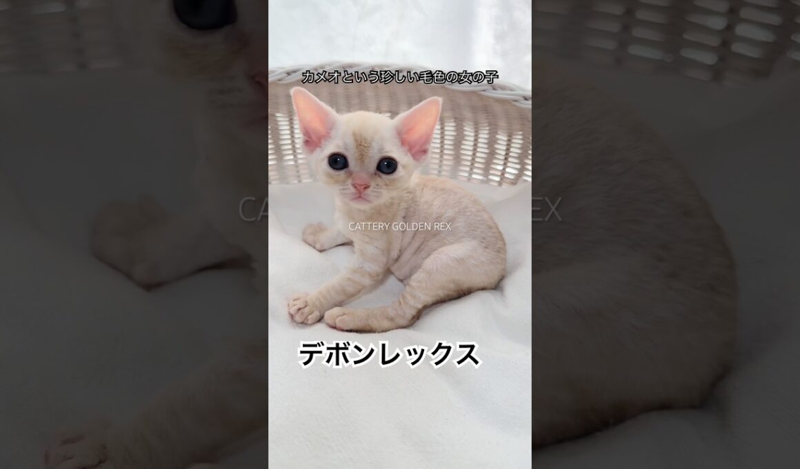 【デボンレックス】 #デボンレックス #子猫 #こねこ #emeraldspirit #goldenrex #devonrex #shorts #shortvideo #猫 #愛知 #ブリーダー #猫