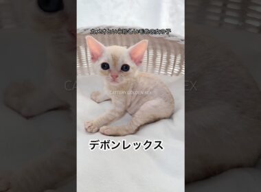 【デボンレックス】 #デボンレックス #子猫 #こねこ #emeraldspirit #goldenrex #devonrex #shorts #shortvideo #猫 #愛知 #ブリーダー #猫