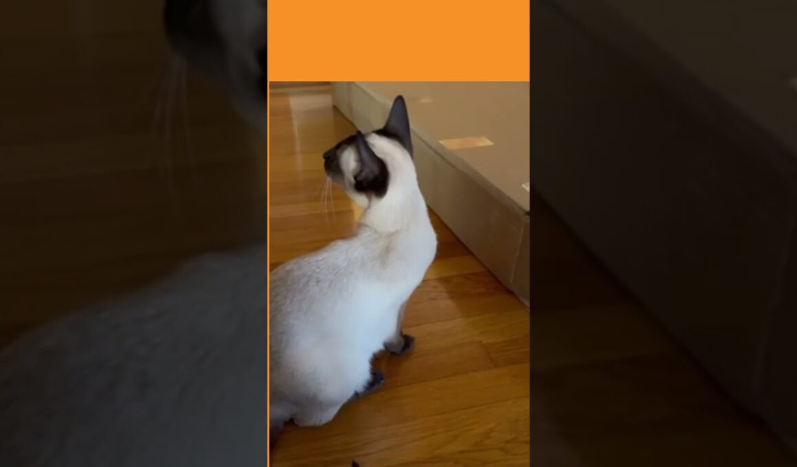 Siamese Cats & Cardboard Box シャム猫たちと段ボール箱 #しゃむねこ #cat