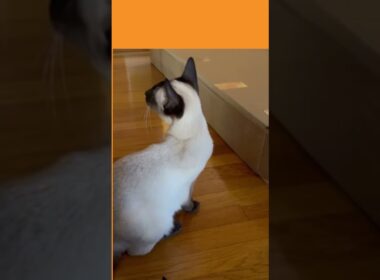 Siamese Cats & Cardboard Box シャム猫たちと段ボール箱 #しゃむねこ #cat